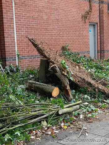 Residents in clash to protect Twickenham trees from removal