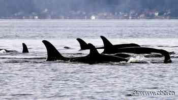 U.S. navy exercises will put further pressure on West Coast's endangered killer whales, experts say