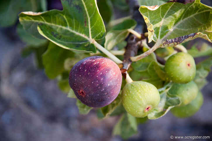 Why you need to act now if you want these trees to produce more