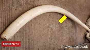 Burnley tusk trader jailed for 'brazen' endangered animal sales