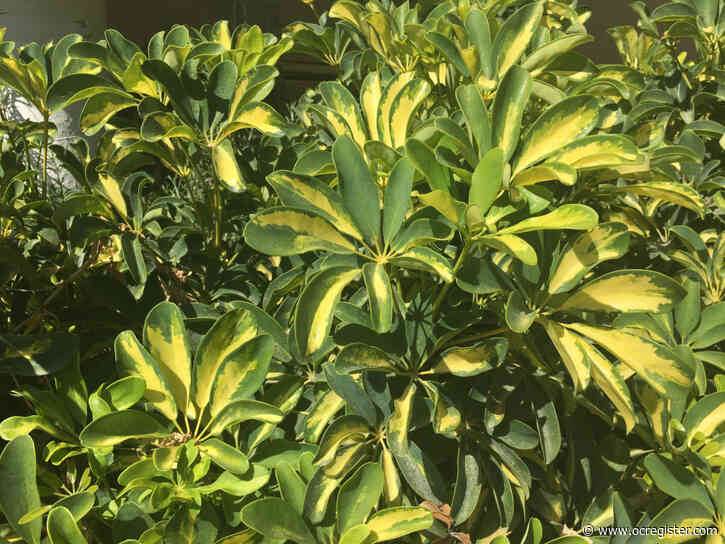 Why this 40-year-old tree is starting to drop its leaves