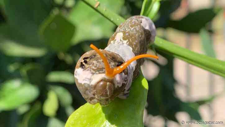 The mystery of the bird poop caterpillar