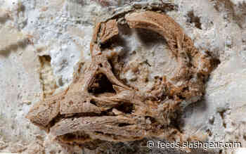 Dinosaur egg study shows surprising and new skull features