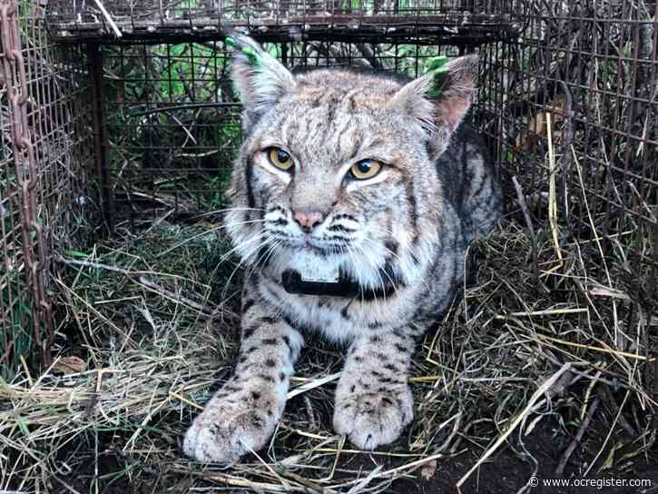 Mountain lion, bobcat found dead from rat poison