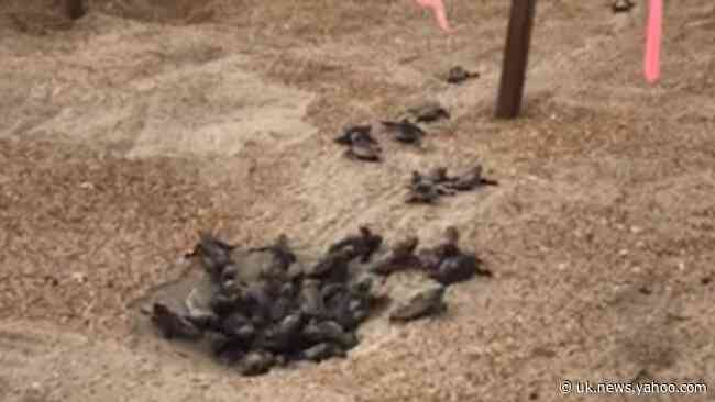 Turtle Hatchlings Scramble Across Outer Banks Beach on Journey to Sea