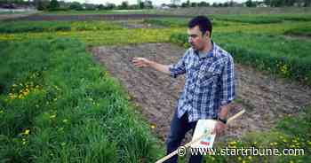 State urges Minnesota farmers to plant more vegetative cover to fight nitrate contamination