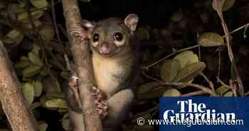 Australian Geographic nature photographer of the year 2020 – in pictures