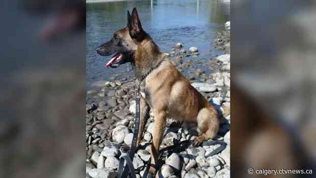 Drug deal turns to carjacking, foiled by Calgary police dog named Jake