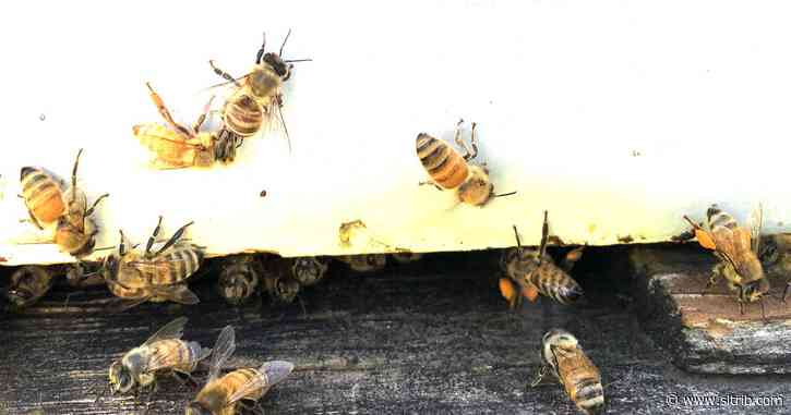 Letter: Flora and fauna and proofreading