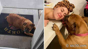 Singer Miley Cyrus adopts stray dog from Fresno