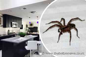 Giant house spiders invade Bolton homes looking for love