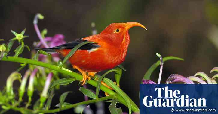 Can a 2,000ft fence save Hawaii's rare native birds from destruction?