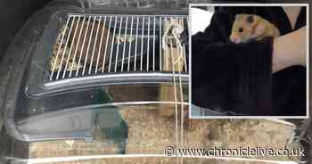 Hamster left abandoned in a cage outside Tesco store by ‘student heading home’