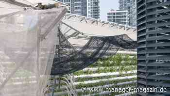 CSR und Purpose: Erfolgreich sein und Gutes tun