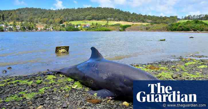 At least 40 dolphins die in area hit by Mauritius oil spill
