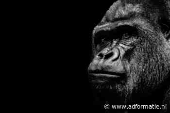Waarom gorilla-management ons niet door deze crisis helpt