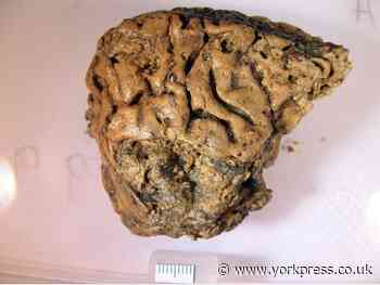 York’s rich history revealed during archaeological dig that discovered Britain’s 'oldest brain'