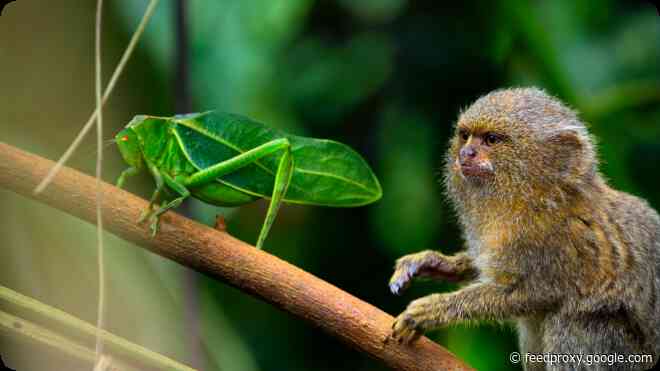 Apple TV+ unveils first look at fall slate of three new documentary series