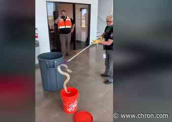 Texas police caught off guard by 3.5 foot diamondback rattlesnake and 16 babies