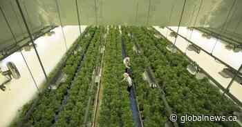 Canopy Growth to open 10 cannabis retail stores in Alberta