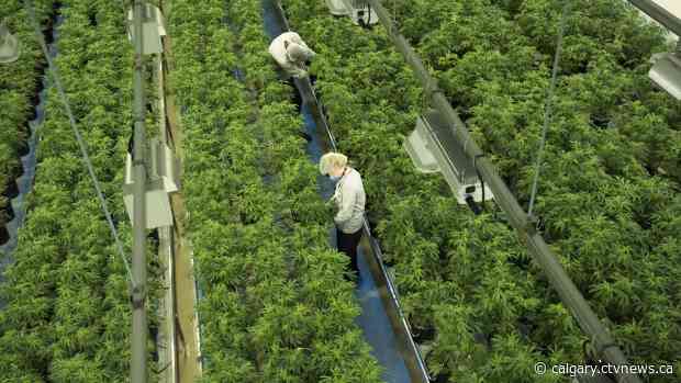 Canopy Growth to open 10 stores in Alberta under Tweed and Tokyo Smoke banners