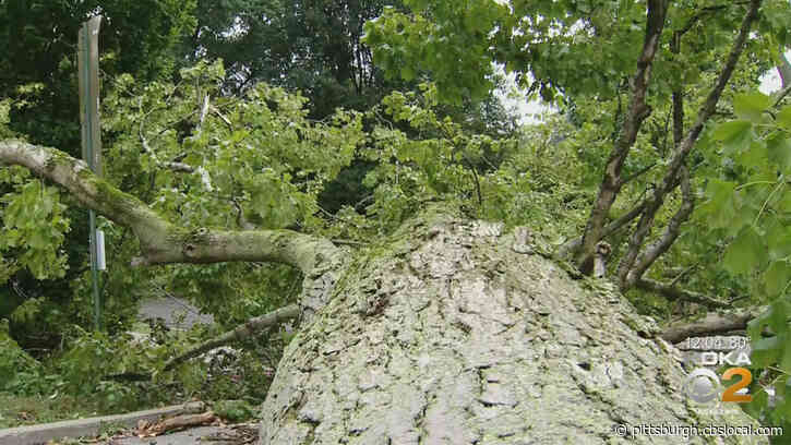 ‘It Sounded Like A Train Coming Right Through Our Backyard’: Cleanup Efforts Continue After Evening Storms Fell Trees
