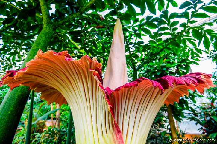 The Huntington Prepares For Bloom Of Stinky ‘Corpse Flower ...