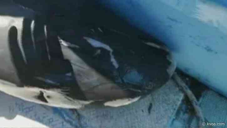 At least 40 dolphins mysteriously die after oil spill on Africa coast