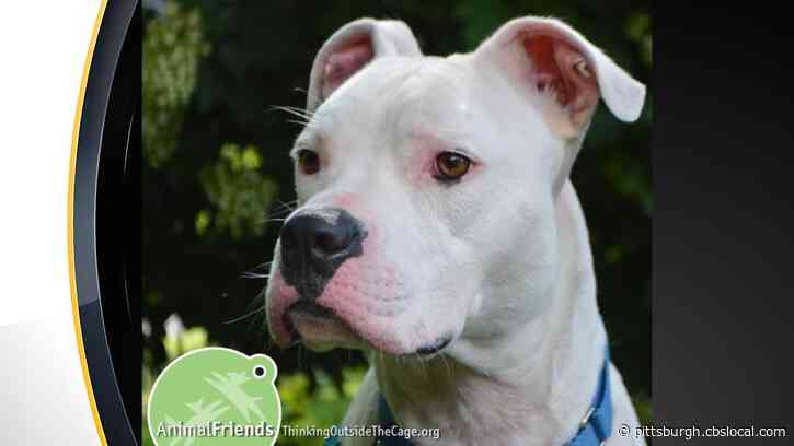 Furry Tails: Magnolia Is Waiting For Her Forever Home