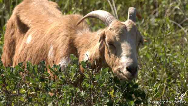 Blood Tribe turns to goats to deal with long-standing invasive weed problem