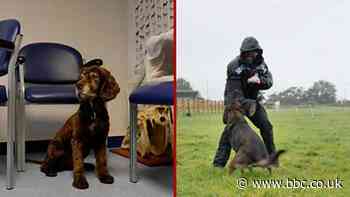 South Wales Police: Crime-fighting dog unit celebrates 60 years