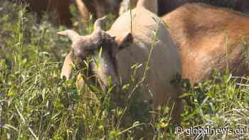 Blood Tribe first reserve in Canada to use goats in fight against invasive weeds