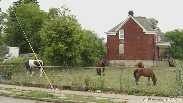 ‘We Bring Them For The Kids’: 4 Horses Grazing In Homewood Turning Heads