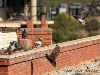 Edmonton weather: Sunshine and 24 C, soak it up while it lasts - Edmonton Journal
