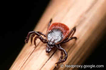With More People Getting Outside This Summer, Scientists Wonder if Lyme Disease Cases Will Jump