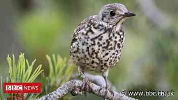 Glue bird traps: Macron suspends use amid EU row