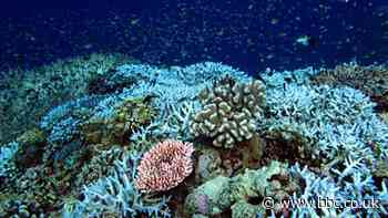 Rowley Shoals: The bleached Australian reef and a Covid challenge