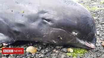 Mauritius: Anger and questions as 17 dead dolphins wash ashore