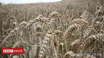 Bread price may rise after dire UK wheat harvest