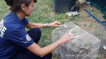 L'allarme delle guardie Oipa: "A Modena boom di abbandoni di gatti e conigli" - ModenaToday