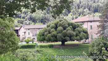 Modena. «Noi moderni arbonauti sappiamo che solo gli alberi possono salvare la Terra» - La Gazzetta di Modena