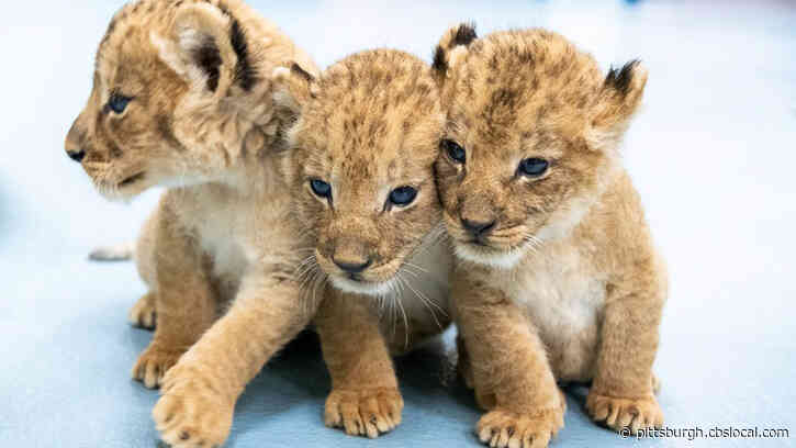 Help Name The Adorable Lion Cubs At The Pittsburgh Zoo