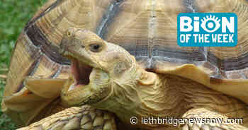 150-Pound Runaway Tortoise Makes Daring, Yet Slow, Escape - Lethbridge News Now