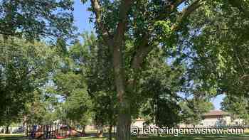 City of Lethbridge confirms cases of Dutch Elm Disease - Lethbridge News Now