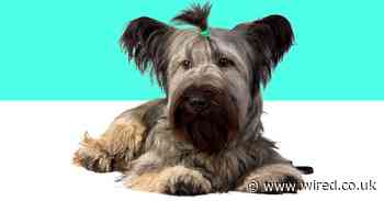 Doggy DNA banks could stop the UK’s rarest breeds going extinct