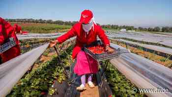 Marmelade bei „Ökotest“: Selbst in Bio-Aufstrichen sind importierte Erdbeeren - fr.de