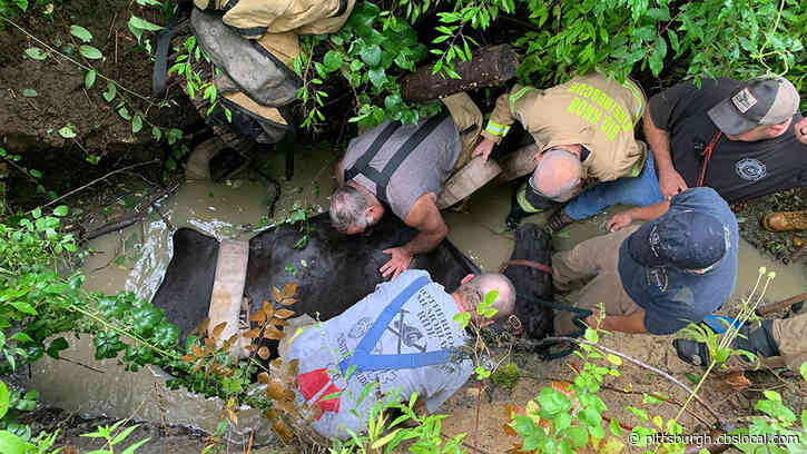 Firefighters Rescue Horse That Fell Into Ravine In Harmony