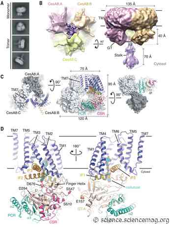Architecture of a catalytically active homotrimeric plant cellulose synthase complex - Science Magazine