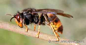 Top tips to keep wasps away this summer  