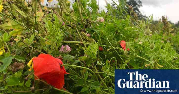 Country diary: even in storm-battered fields there are seeds of hope